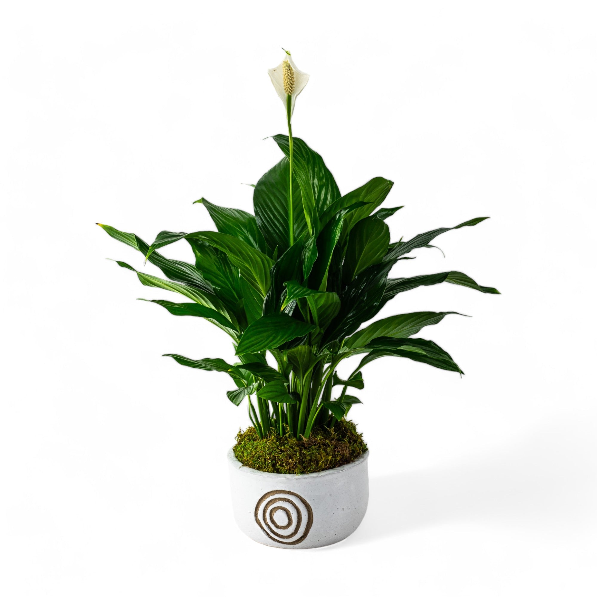 Peace Lily Planting - Green Fresh Florals + Plants