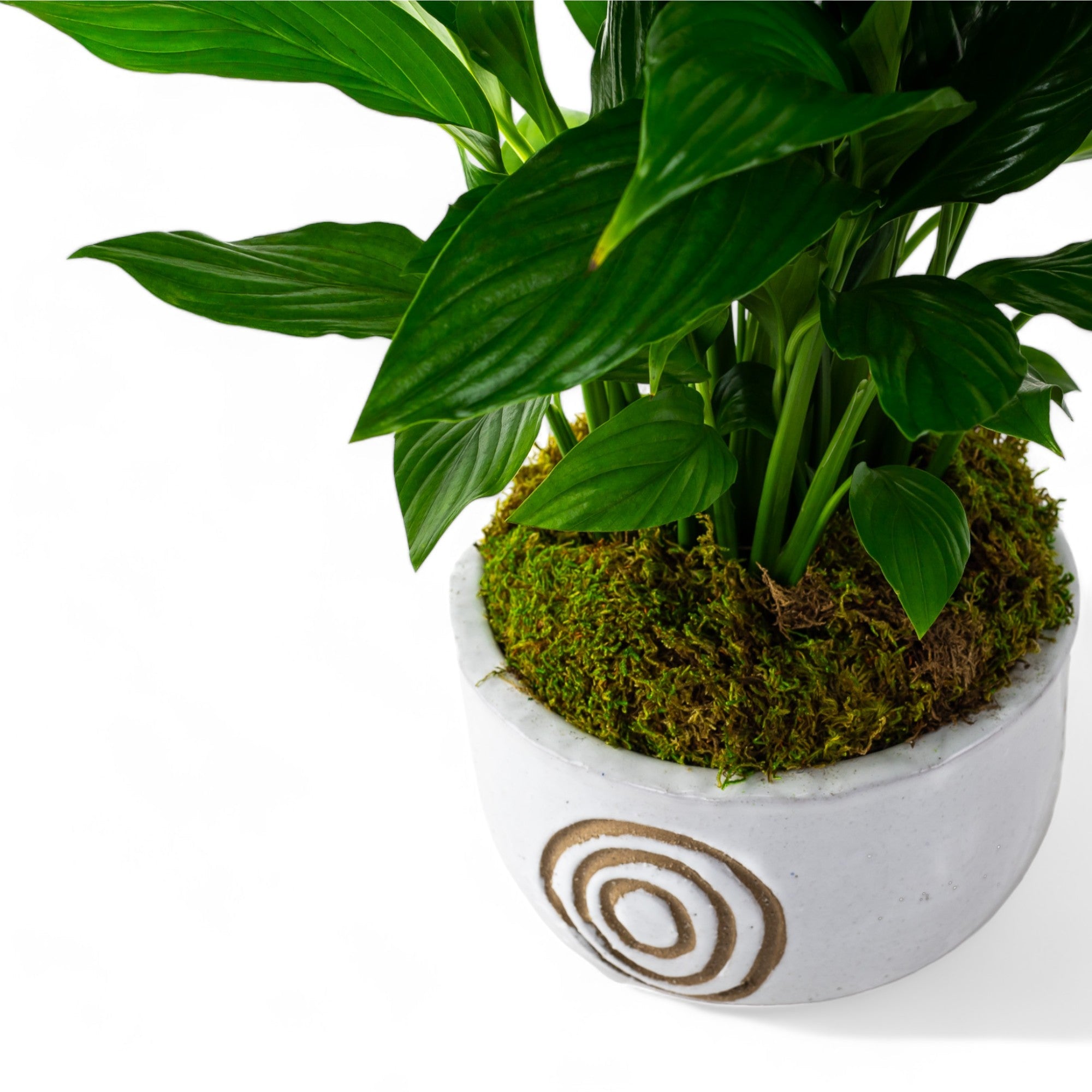 Peace Lily Planting - Green Fresh Florals + Plants