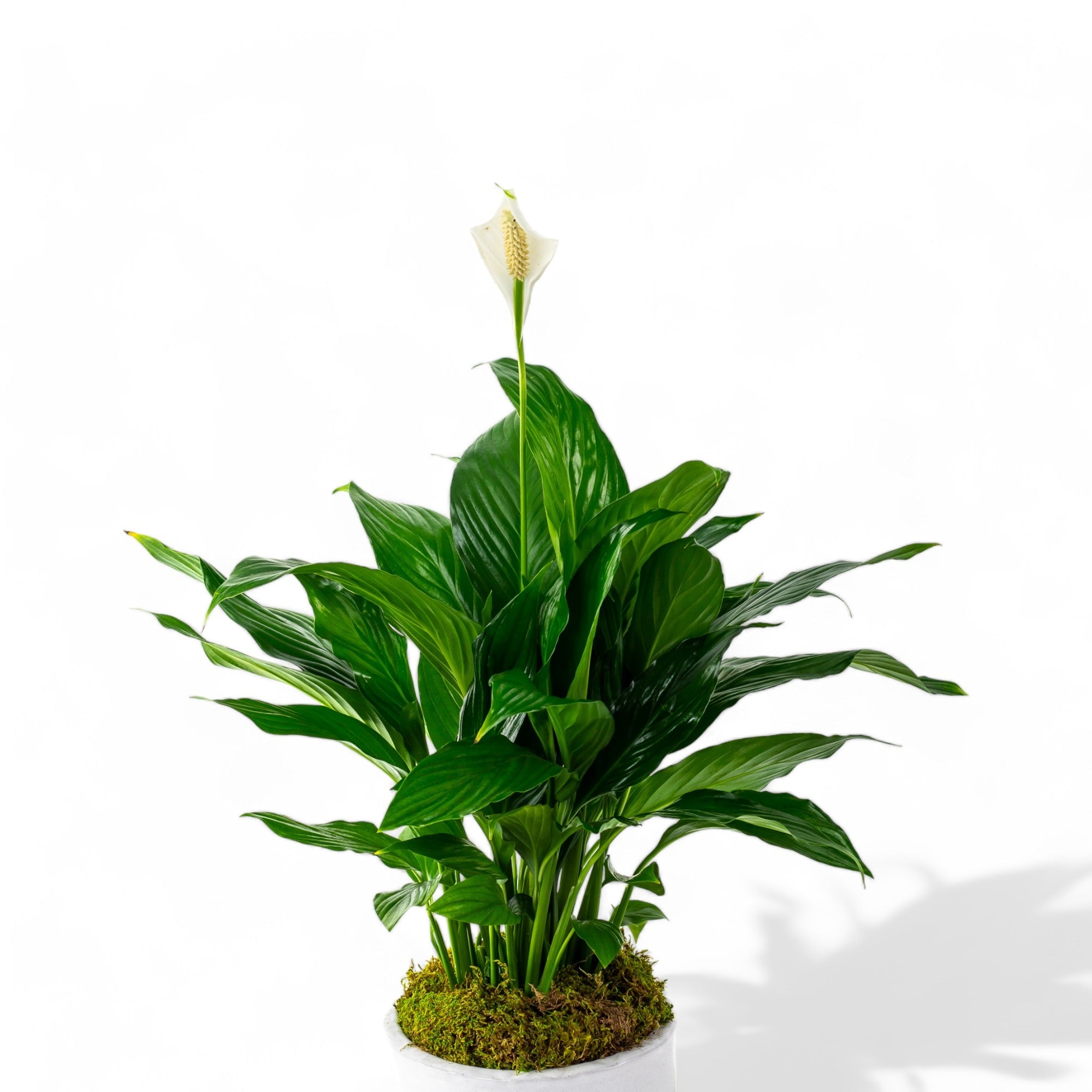 Peace Lily Planting - Green Fresh Florals + Plants