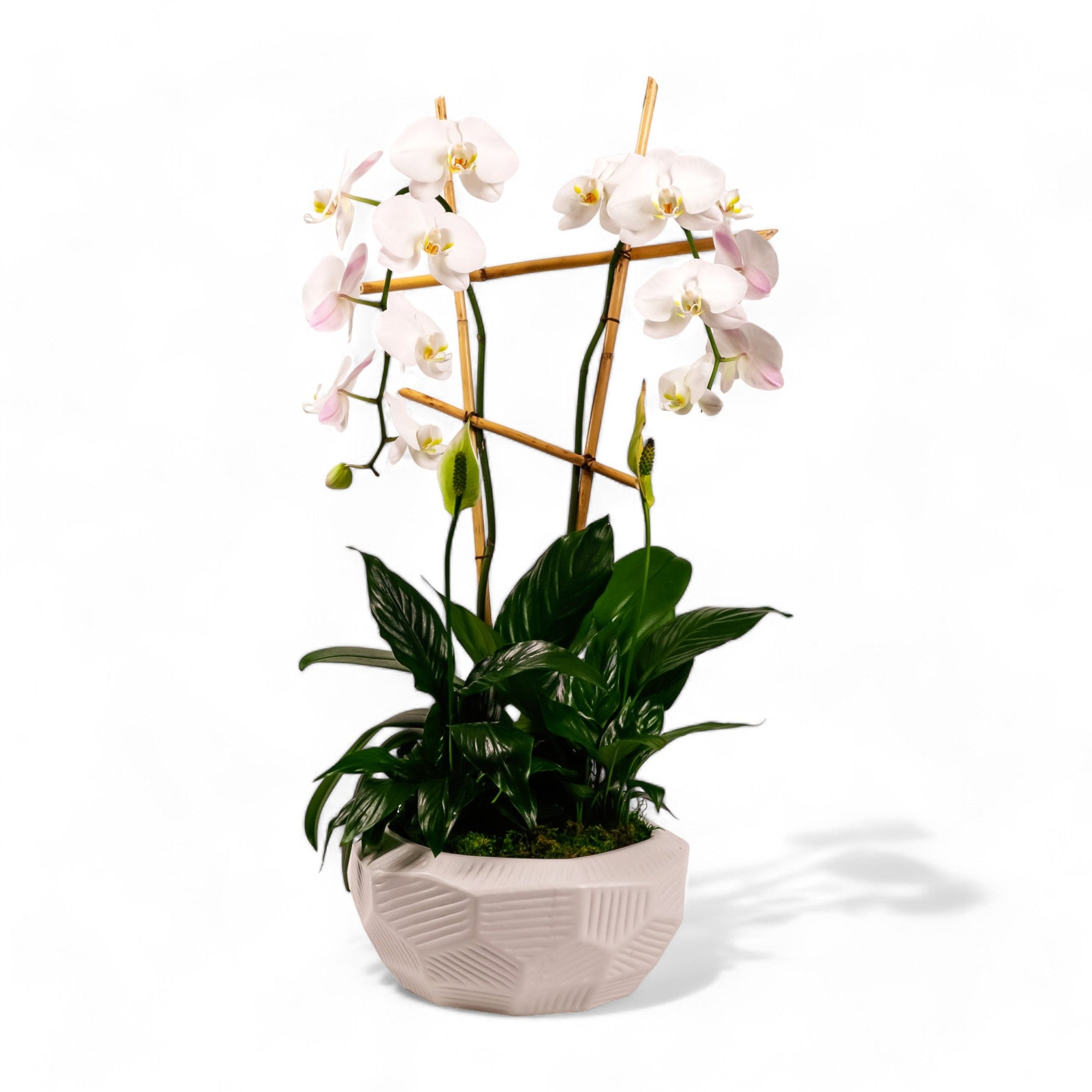 Peaceful Orchid Planting - Green Fresh Florals + Plants