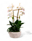 Peaceful Orchid Planting - Green Fresh Florals + Plants