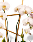 Peaceful Orchid Planting - Green Fresh Florals + Plants