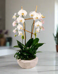 Peaceful Orchid Planting - Green Fresh Florals + Plants