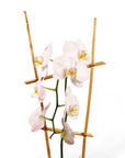 Peaceful Orchid Planting - Green Fresh Florals + Plants