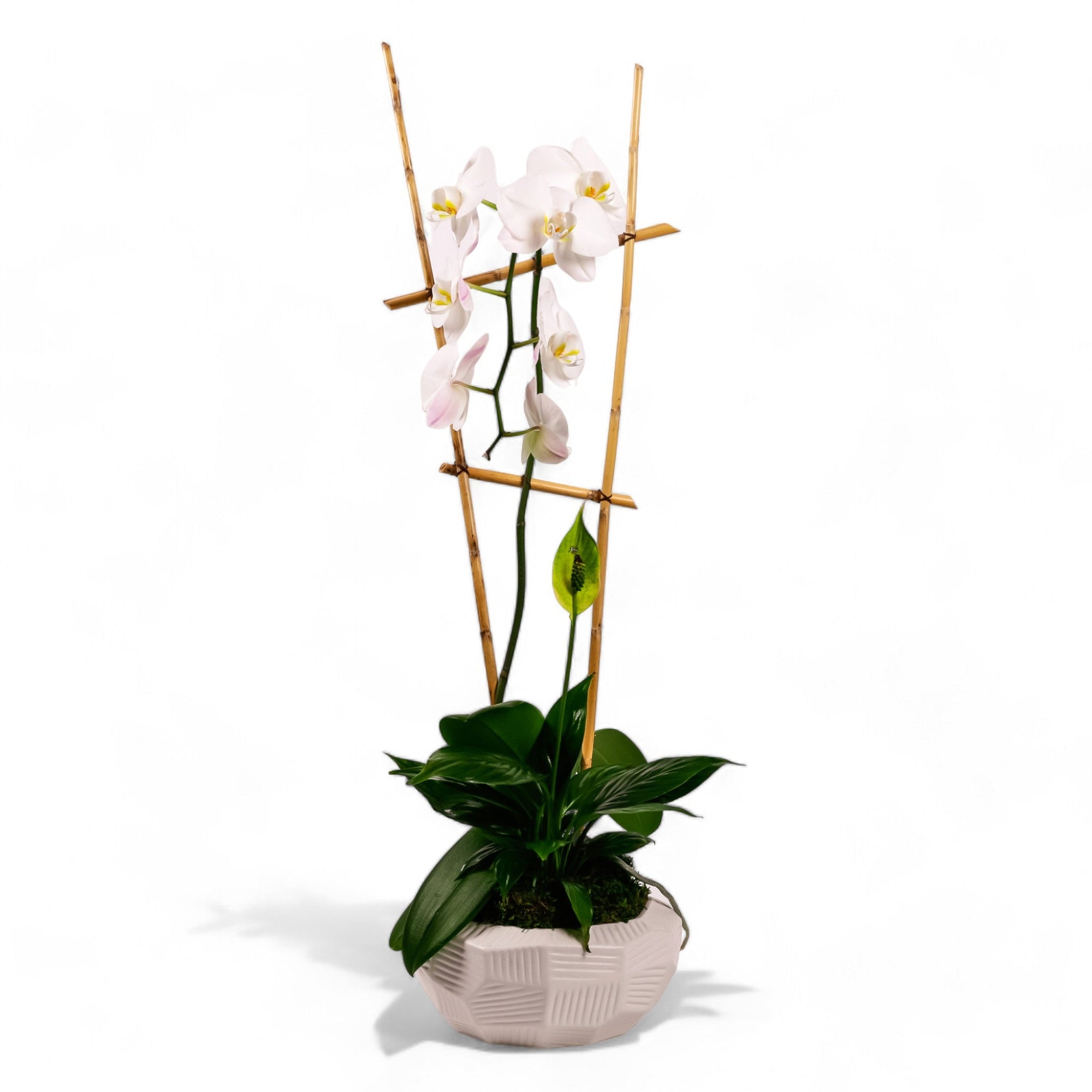 Peaceful Orchid Planting - Green Fresh Florals + Plants