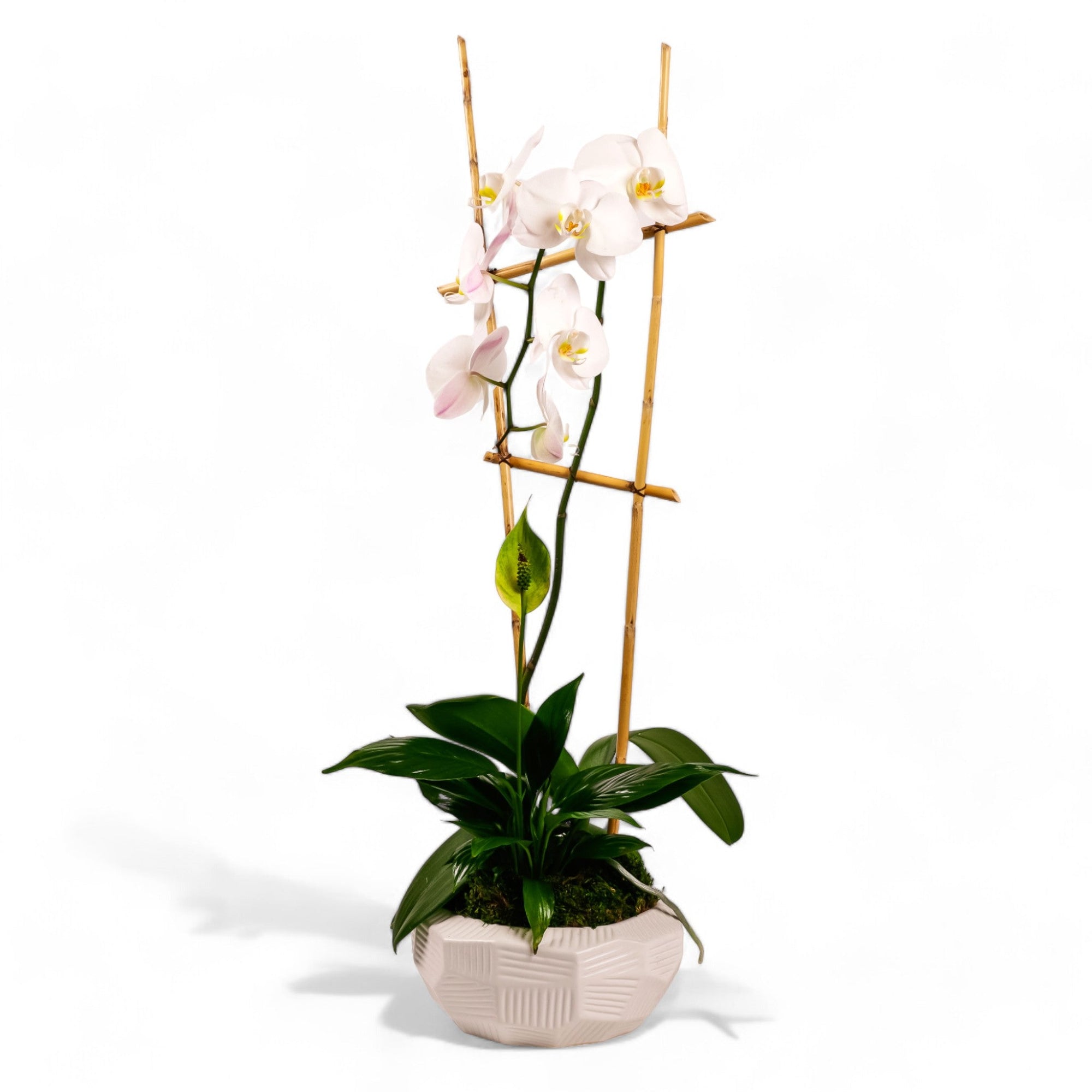 Peaceful Orchid Planting - Green Fresh Florals + Plants