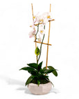 Peaceful Orchid Planting - Green Fresh Florals + Plants