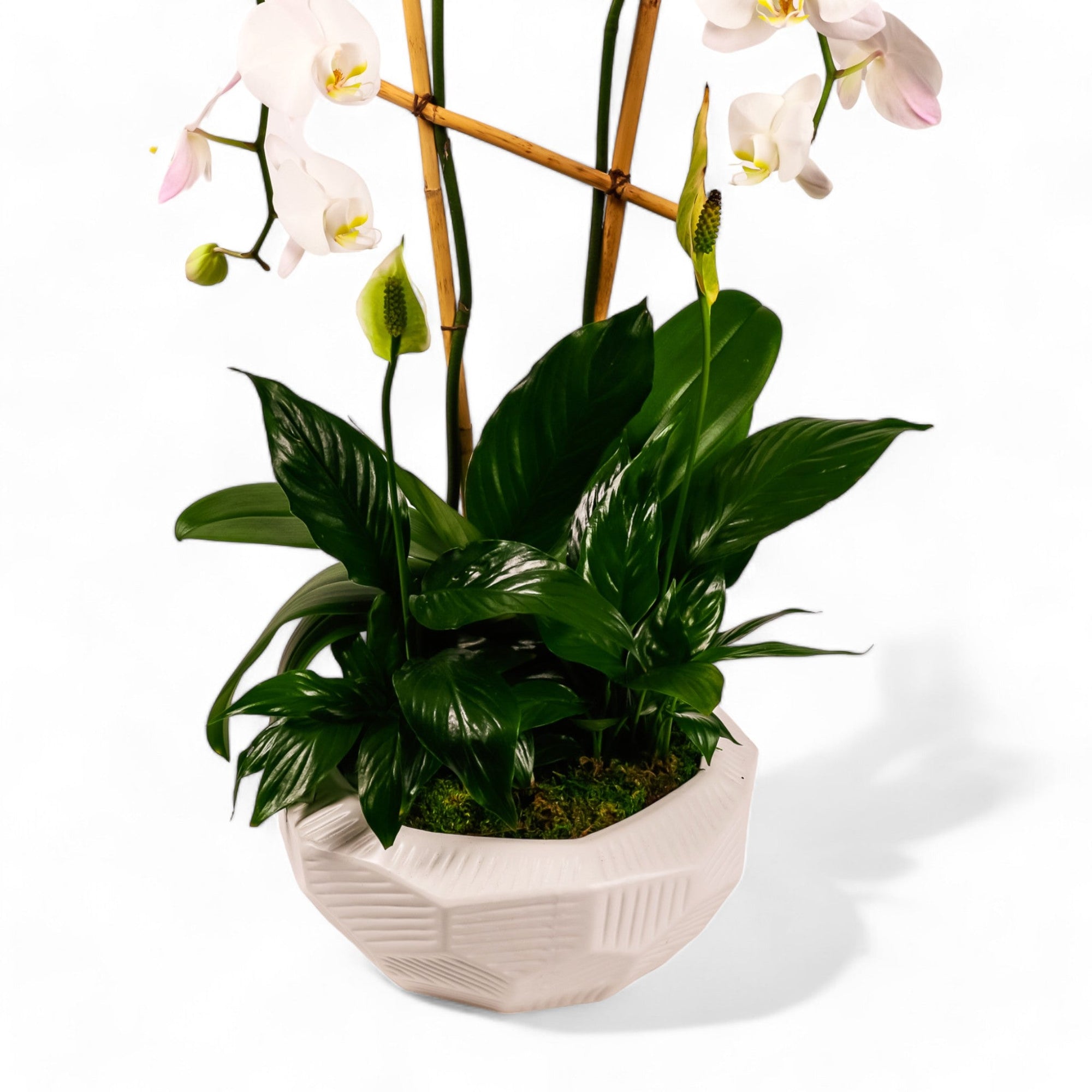 Peaceful Orchid Planting - Green Fresh Florals + Plants