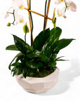 Peaceful Orchid Planting - Green Fresh Florals + Plants