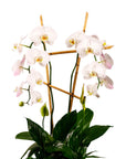 Peaceful Orchid Planting - Green Fresh Florals + Plants