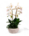 Peaceful Orchid Planting - Green Fresh Florals + Plants