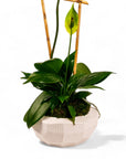 Peaceful Orchid Planting - Green Fresh Florals + Plants