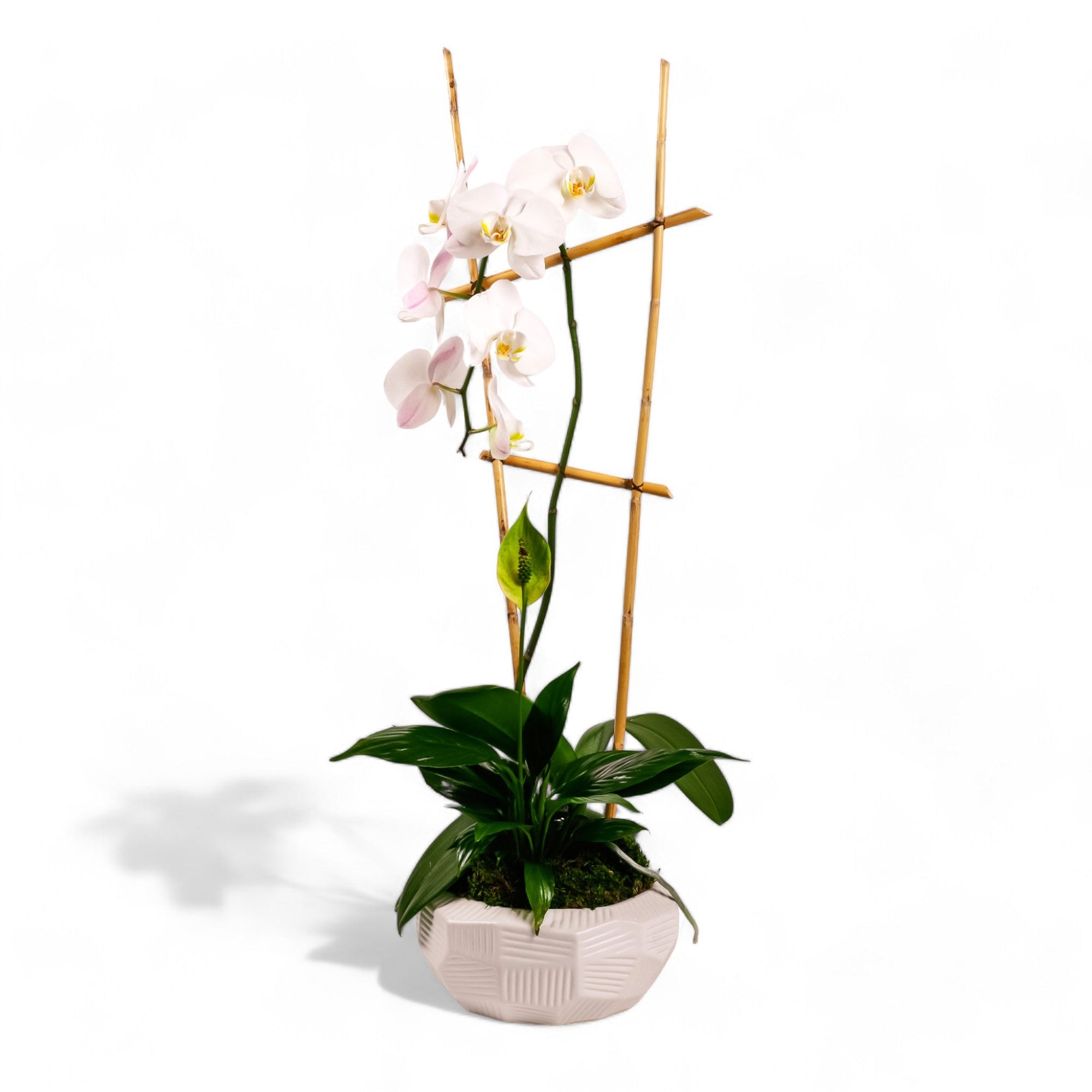 Peaceful Orchid Planting - Green Fresh Florals + Plants