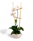 Peaceful Orchid Planting - Green Fresh Florals + Plants