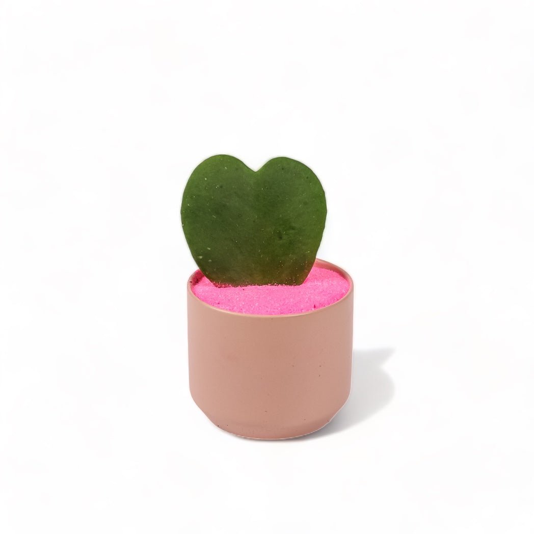 Petite Pink Hoya Planting - Green Fresh Florals + Plants