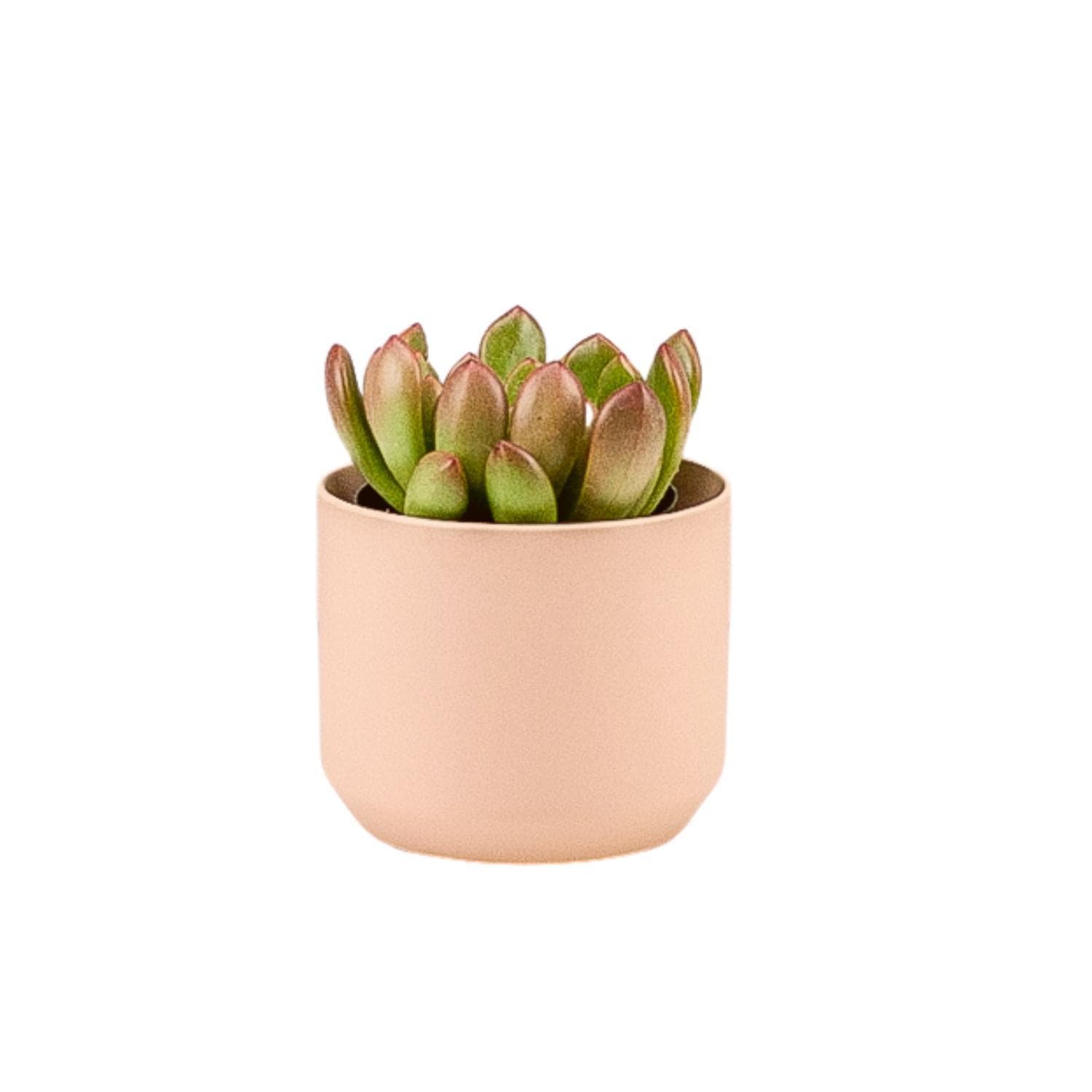 Pink Ceramic Pot with Succulent - Green Fresh Florals + Plants