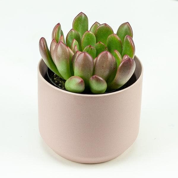 Pink Ceramic Pot with Succulent - Green Fresh Florals + Plants