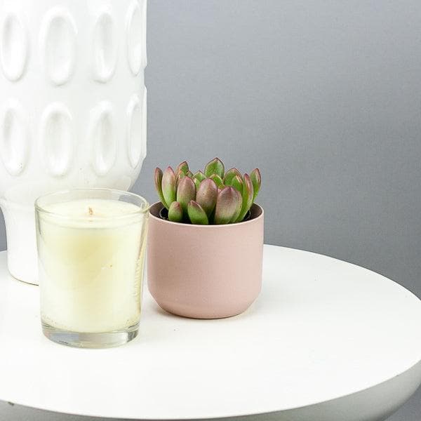 Pink Ceramic Pot with Succulent - Green Fresh Florals + Plants