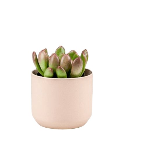 Pink Ceramic Pot with Succulent - Green Fresh Florals + Plants