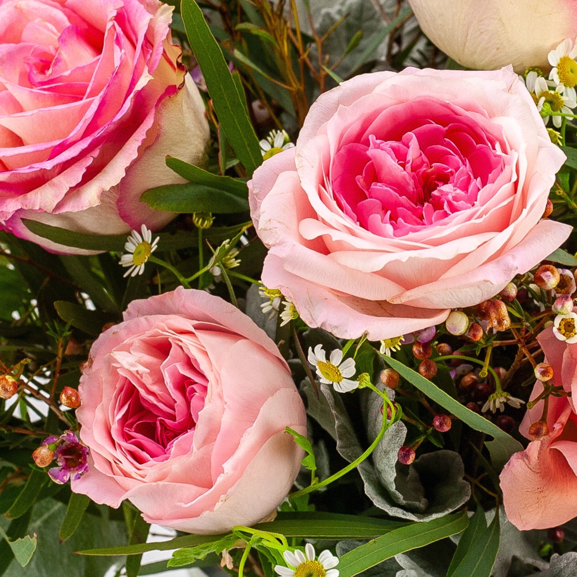 Pink Long - Stem Roses - Green Fresh Florals + Plants