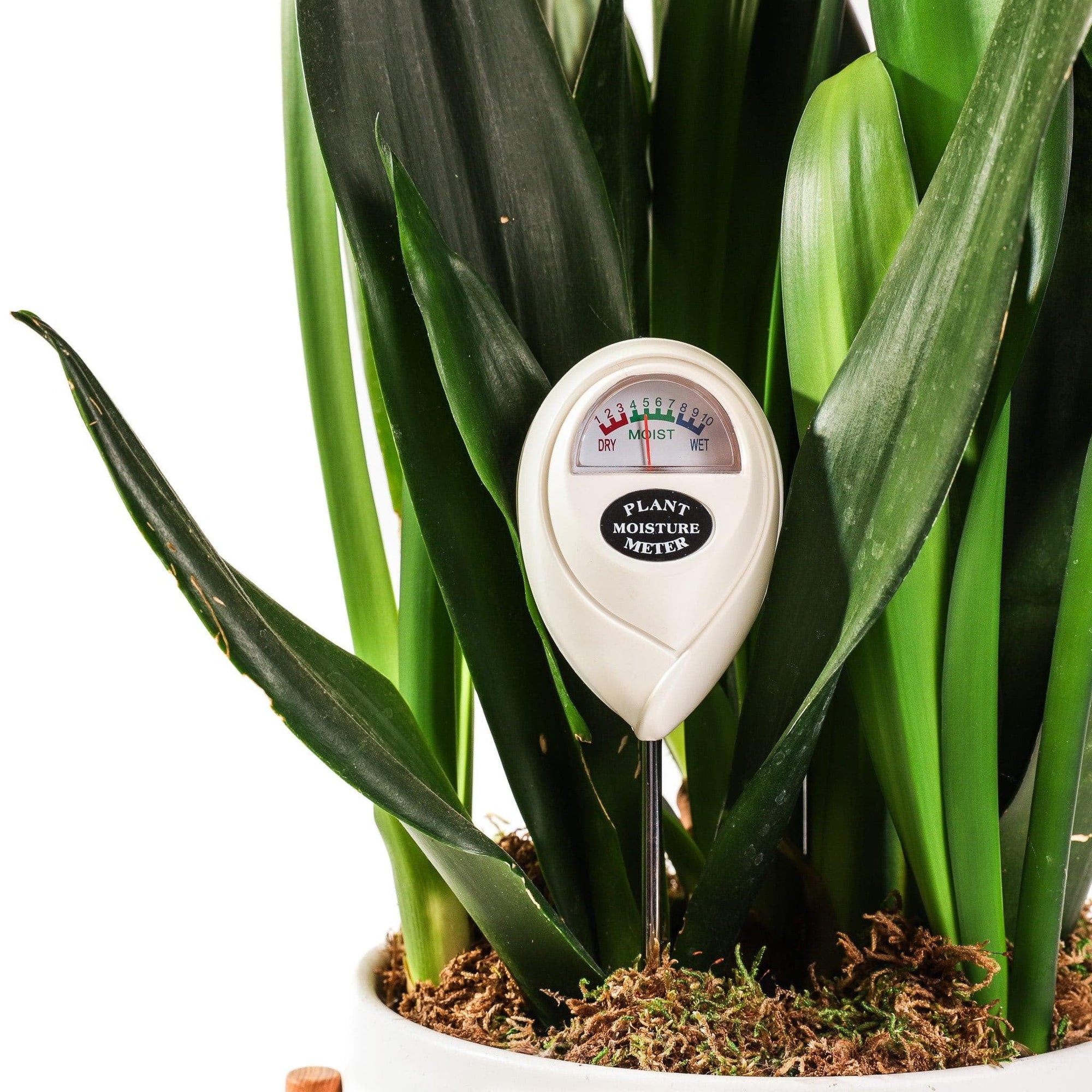 Plant Moisture Meter - Green Fresh Florals + Plants