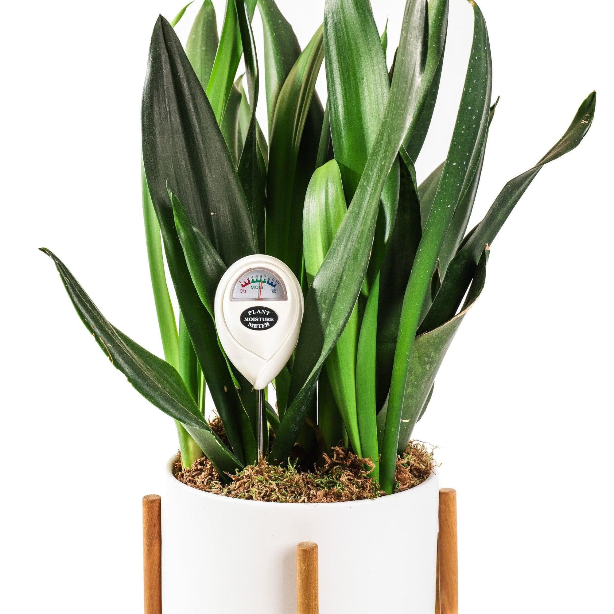 Plant Moisture Meter - Green Fresh Florals + Plants