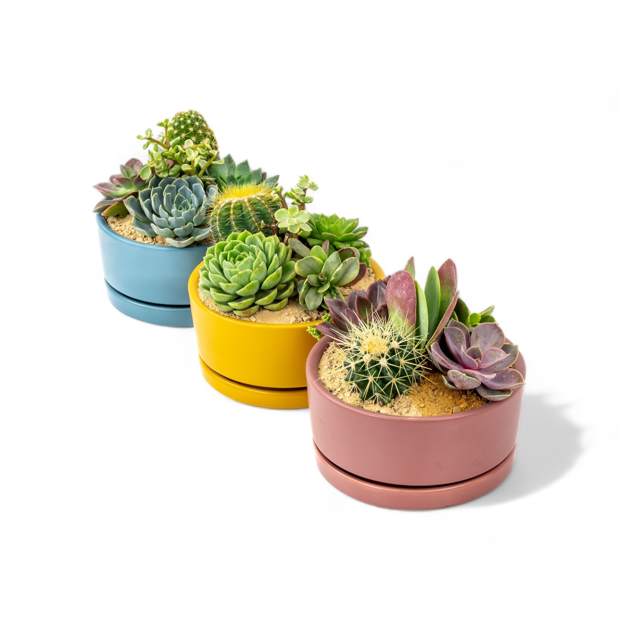 Pop Desert Garden - Green Fresh Florals + Plants