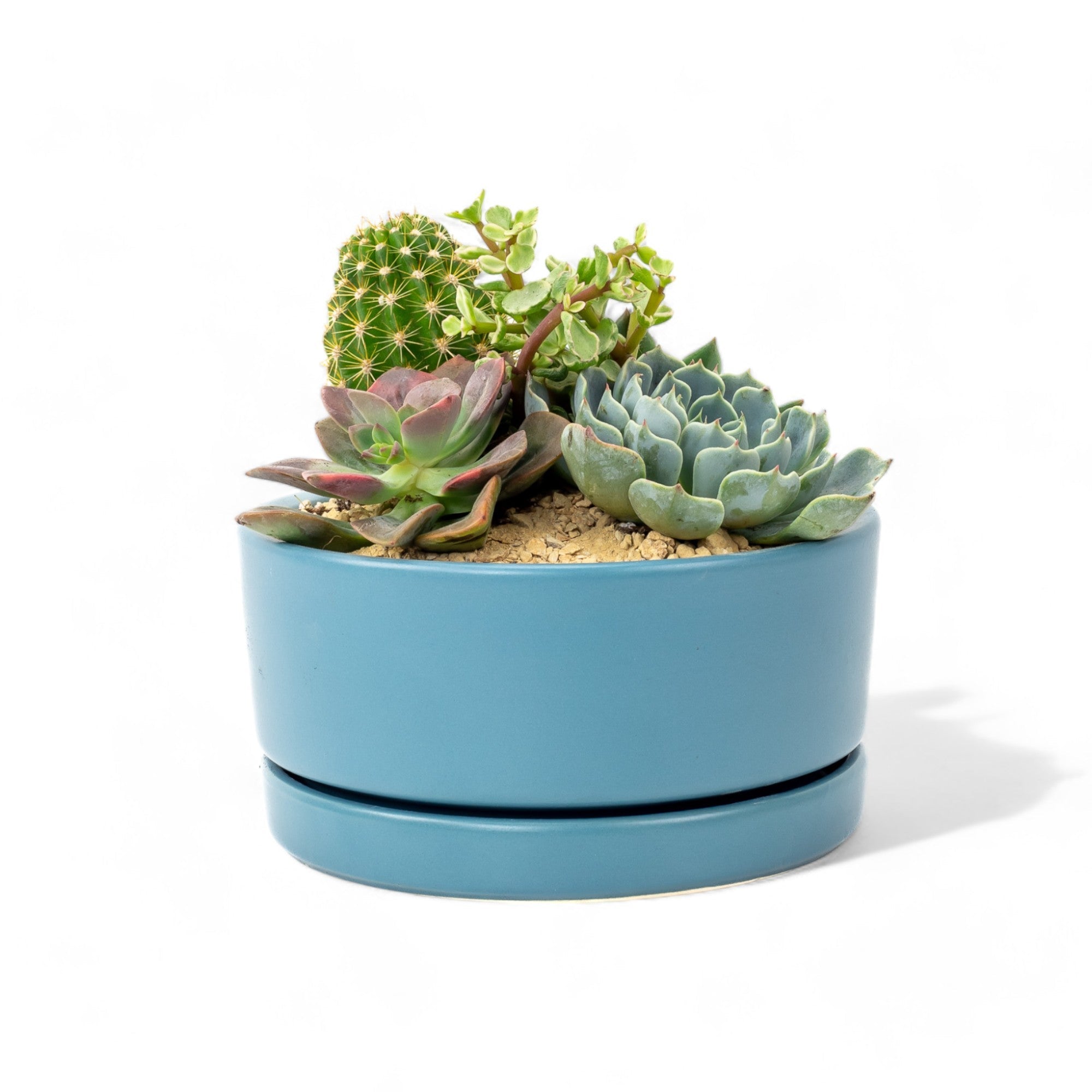 Pop Desert Garden - Green Fresh Florals + Plants