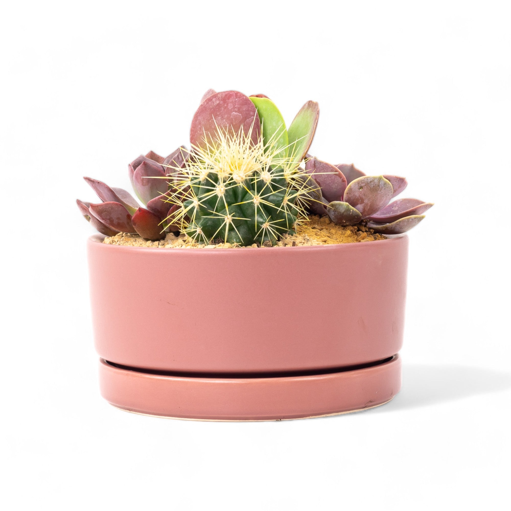 Pop Desert Garden - Green Fresh Florals + Plants