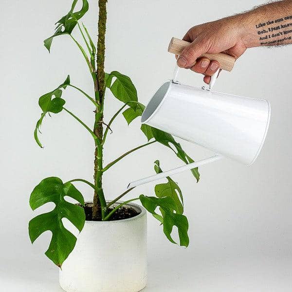 Preston Watering Can - Green Fresh Florals + Plants