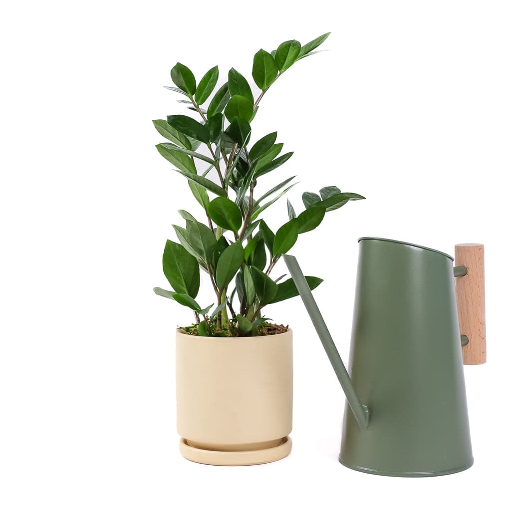 Preston Watering Can - Green Fresh Florals + Plants