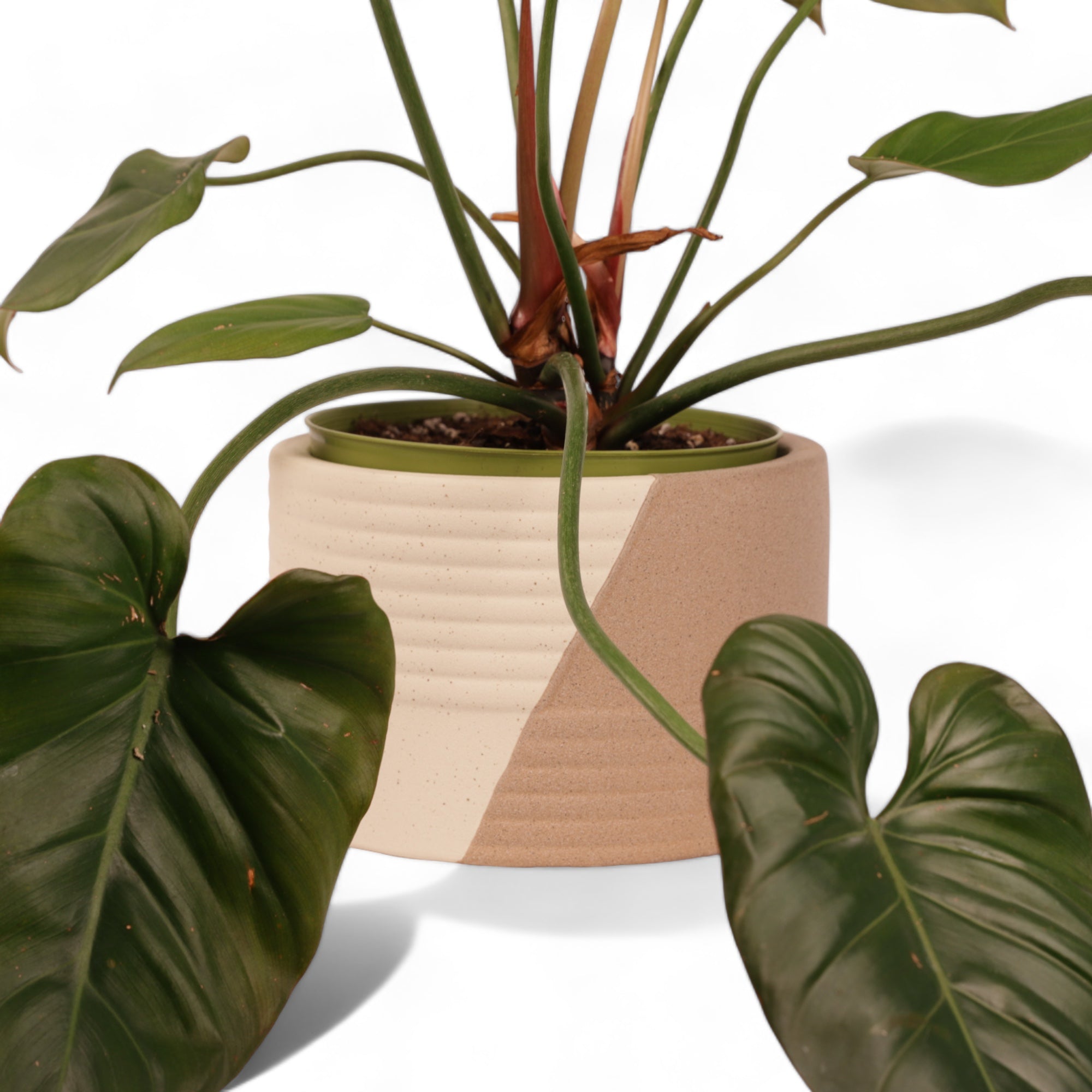 Rift Pot - Green Fresh Florals + Plants