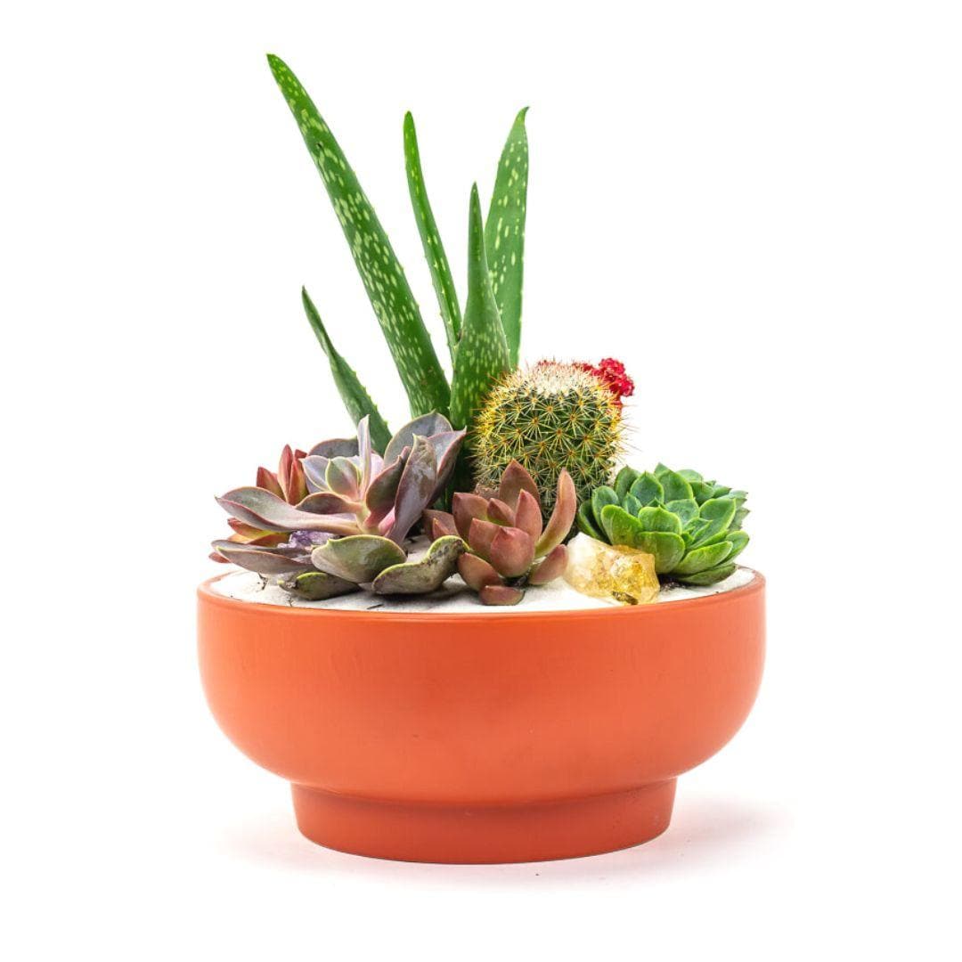 Rust Crystal Succulent Garden - Green Fresh Florals + Plants