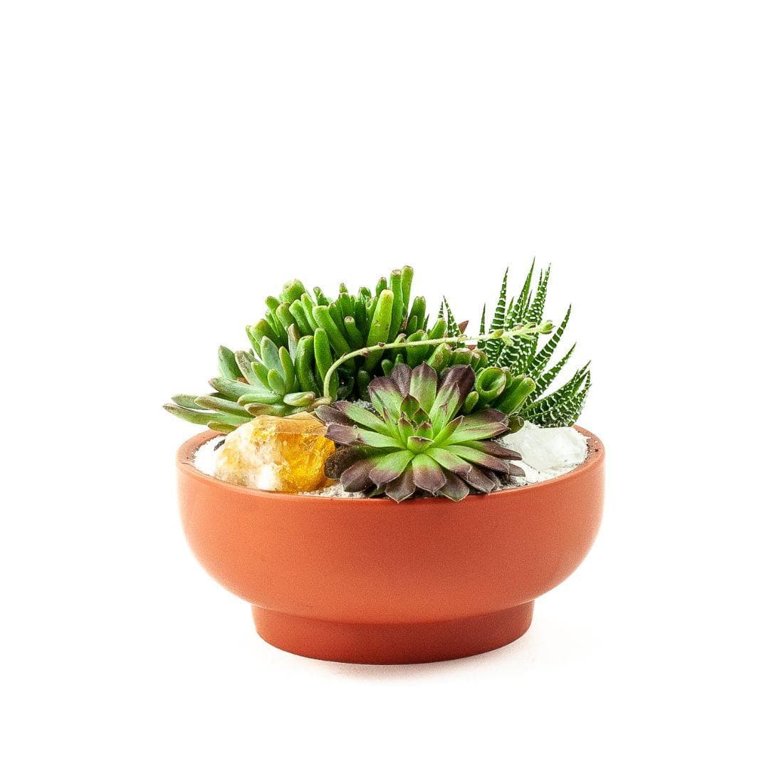 Rust Crystal Succulent Garden - Green Fresh Florals + Plants