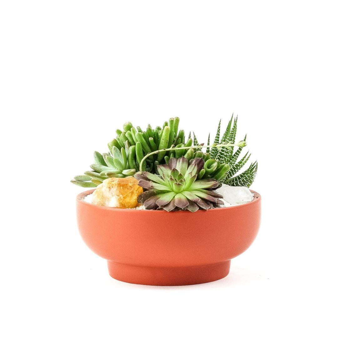 Rust Crystal Succulent Garden - Green Fresh Florals + Plants