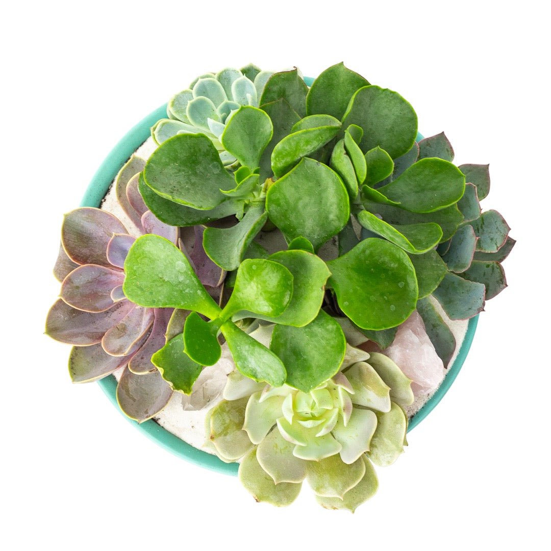 Seaglass Crystal Succulent Garden - Green Fresh Florals + Plants