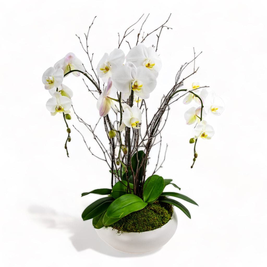 Simply Stunning Deluxe Orchid Planting - Green Fresh Florals + Plants