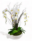 Simply Stunning Deluxe Orchid Planting - Green Fresh Florals + Plants