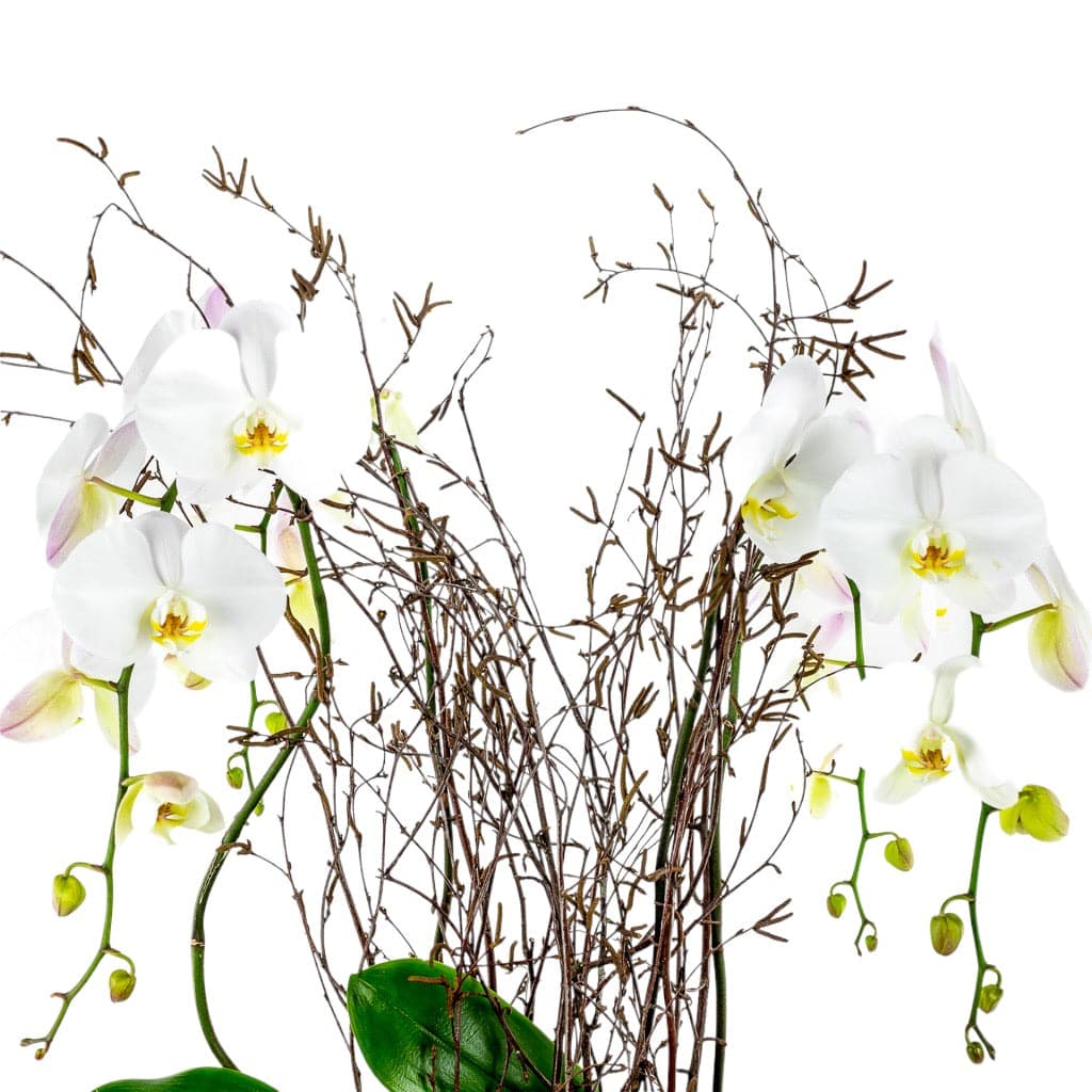 Simply Stunning Deluxe Orchid Planting - Green Fresh Florals + Plants