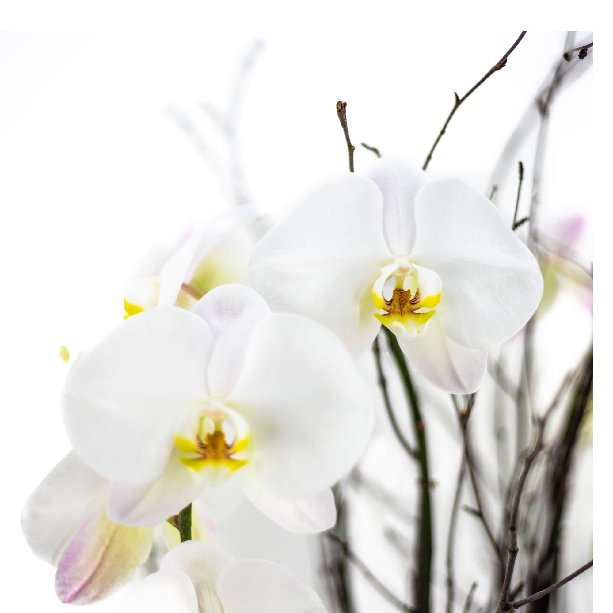 Simply Stunning Deluxe Orchid Planting - Green Fresh Florals + Plants