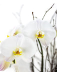 Simply Stunning Deluxe Orchid Planting - Green Fresh Florals + Plants