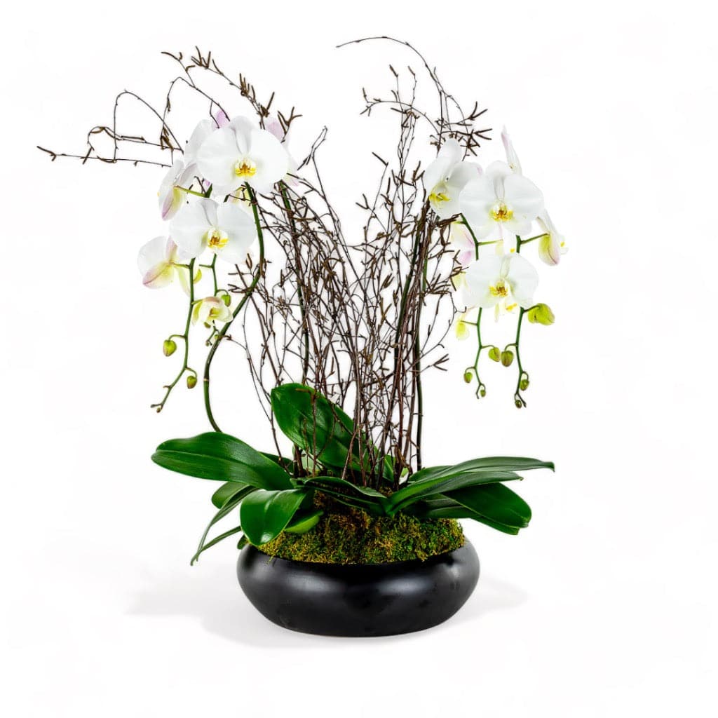 Simply Stunning Deluxe Orchid Planting - Green Fresh Florals + Plants