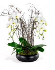 Simply Stunning Deluxe Orchid Planting - Green Fresh Florals + Plants