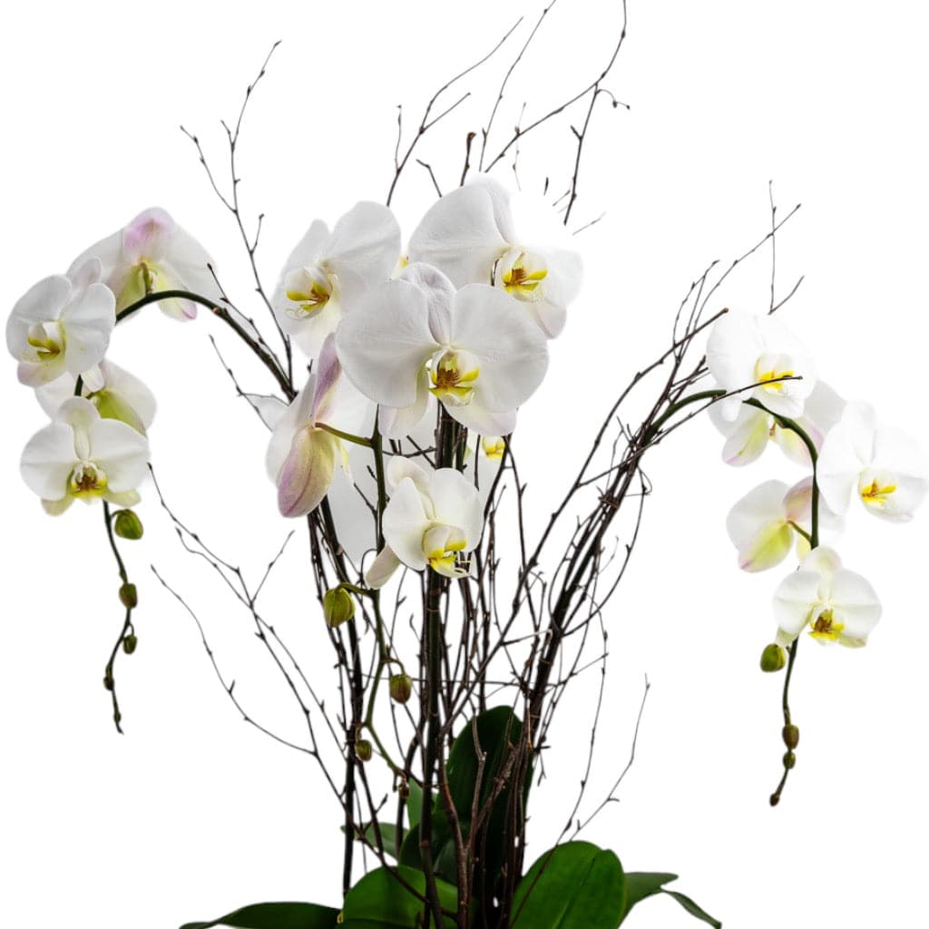 Simply Stunning Deluxe Orchid Planting - Green Fresh Florals + Plants