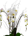 Simply Stunning Deluxe Orchid Planting - Green Fresh Florals + Plants