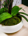 Simply Stunning Deluxe Orchid Planting - Green Fresh Florals + Plants