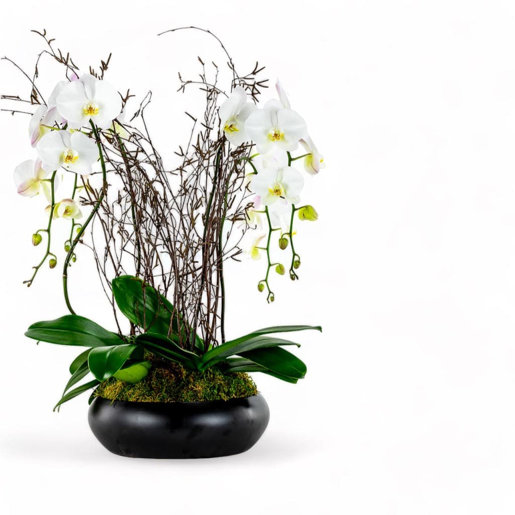 Simply Stunning Deluxe Orchid Planting - Green Fresh Florals + Plants