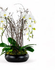 Simply Stunning Deluxe Orchid Planting - Green Fresh Florals + Plants