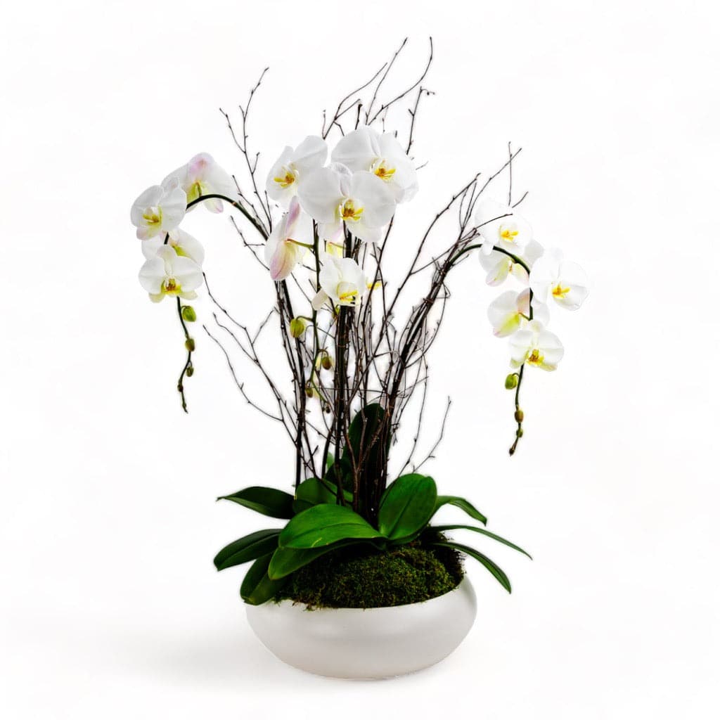 Simply Stunning Deluxe Orchid Planting - Green Fresh Florals + Plants