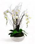 Simply Stunning Deluxe Orchid Planting - Green Fresh Florals + Plants